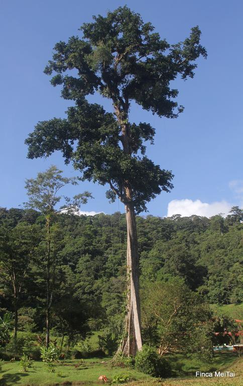 Mei Tai Cacao Lodge 비자구아 외부 사진
